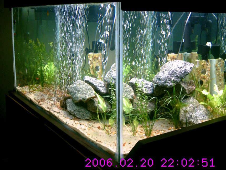 Rated #1820: 160 Gallons Planted Tank - 45 days in new plants added