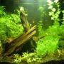 150 gallons planted tank (mostly live plants and fish) - Planted tank-12 gallon Description- 13w compact fluorescent, co2, fluorite black. Plants-Cabomba, water sprite, micro sword, red lotus, Hygrophila, aponogeton ulvaceus, Cryptocoryne wendtii red and green. fish- German blue/gold rams, clouds gold and black, cherry shrimp.