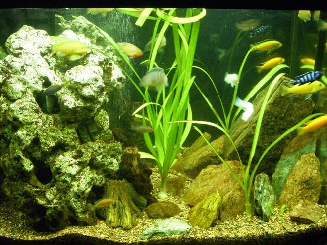 150 gallons freshwater fish tank (mostly fish and non-living decorations) - Cichlid tank-40g
discription-30w, flourite gravel
plants- onion plants
fish- acei 1, electric yellow 1, demonsi 1,  kenyi 2, albino socolfi 1, red zebra 2, jewel cichlid babies 4.