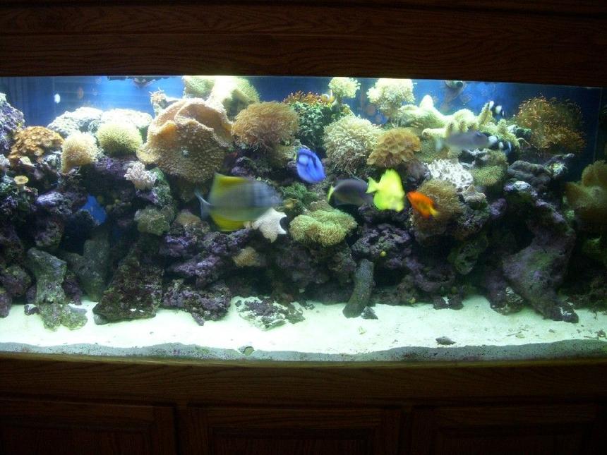Rated #63: 150 Gallons Reef Tank - 150 gallon reef tank
