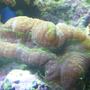corals inverts - trachyphyllia radiata - brain coral, wellsophyllia stocking in 150 gallons tank - purple and green open brain coral