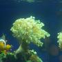 corals inverts - euphyllia paradivisa - frogspawn coral - branched stocking in 150 gallons tank - frogspawn, clownfish