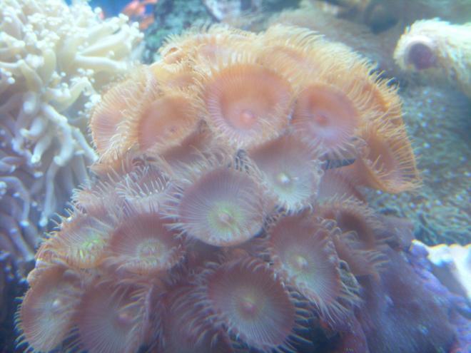 corals inverts - protopalythoa sp. - button polyp stocking in 150 gallons tank - green and orange paly's