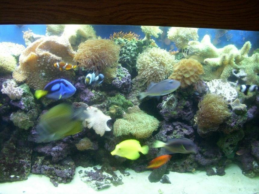 Rated #32: Saltwater Fish - Paracanthurus Hepatus - Blue Tang Stocking In 150 Gallons Tank - middle of reef tank