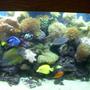 saltwater fish - paracanthurus hepatus - blue tang stocking in 150 gallons tank - middle of reef tank