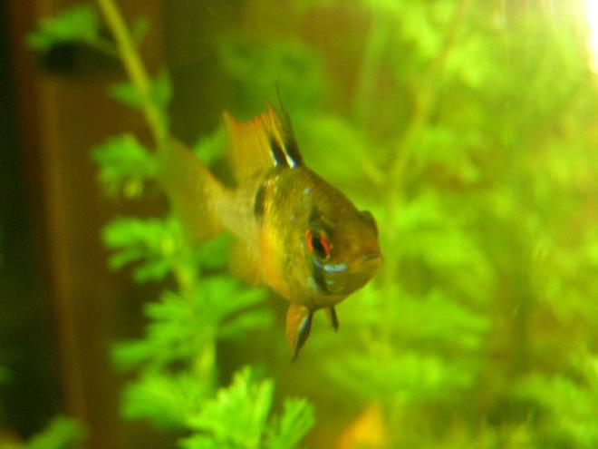 freshwater fish - papiliochromis ramirezi - german blue ram stocking in 150 gallons tank - blue ram female