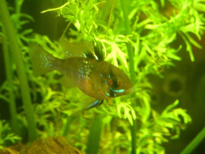 freshwater fish - papiliochromis ramirezi - german blue ram stocking in 150 gallons tank - blue ram female 2