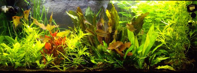 40 gallons planted tank (mostly live plants and fish)