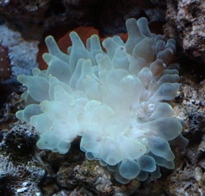 corals inverts - entacmaea quadricolor - bulb anemone stocking in 44 gallons tank - Purple tip bubble anenome.