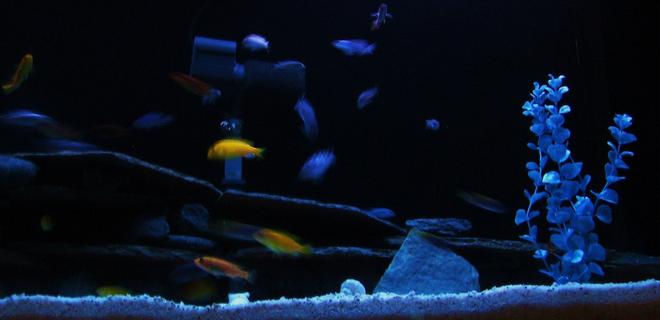 55 gallons freshwater fish tank (mostly fish and non-living decorations) - 55 gallon tank