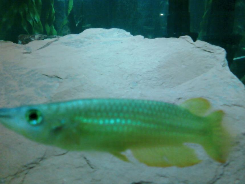 Rated #265: Freshwater Fish - Aplocheilus Lineatus - Golden Wonder Killifish Stocking In 55 Gallons Tank - Golden Wonder Killifish