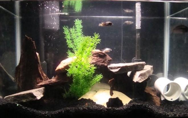 55 gallons freshwater fish tank (mostly fish and non-living decorations) - 20 gallon convict tank...