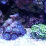 corals inverts - zoanthus sp. - pink zoanthids stocking in 24 gallons tank - frags