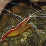 corals inverts - lysmata amboinensis - scarlet skunk cleaner shrimp stocking in 65 gallons tank - cleaner shrimp