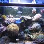 50 gallons reef tank (mostly live coral and fish) - 50 gallon berlin style reef tank Pacific blue tang red green anthia six line wrasse red sea sailfin tang blue chromis hammer coral frogspawn coral pumping xenia yellow polyps green zoanthids deresa giant clam purple and green striped mushroom coral and more