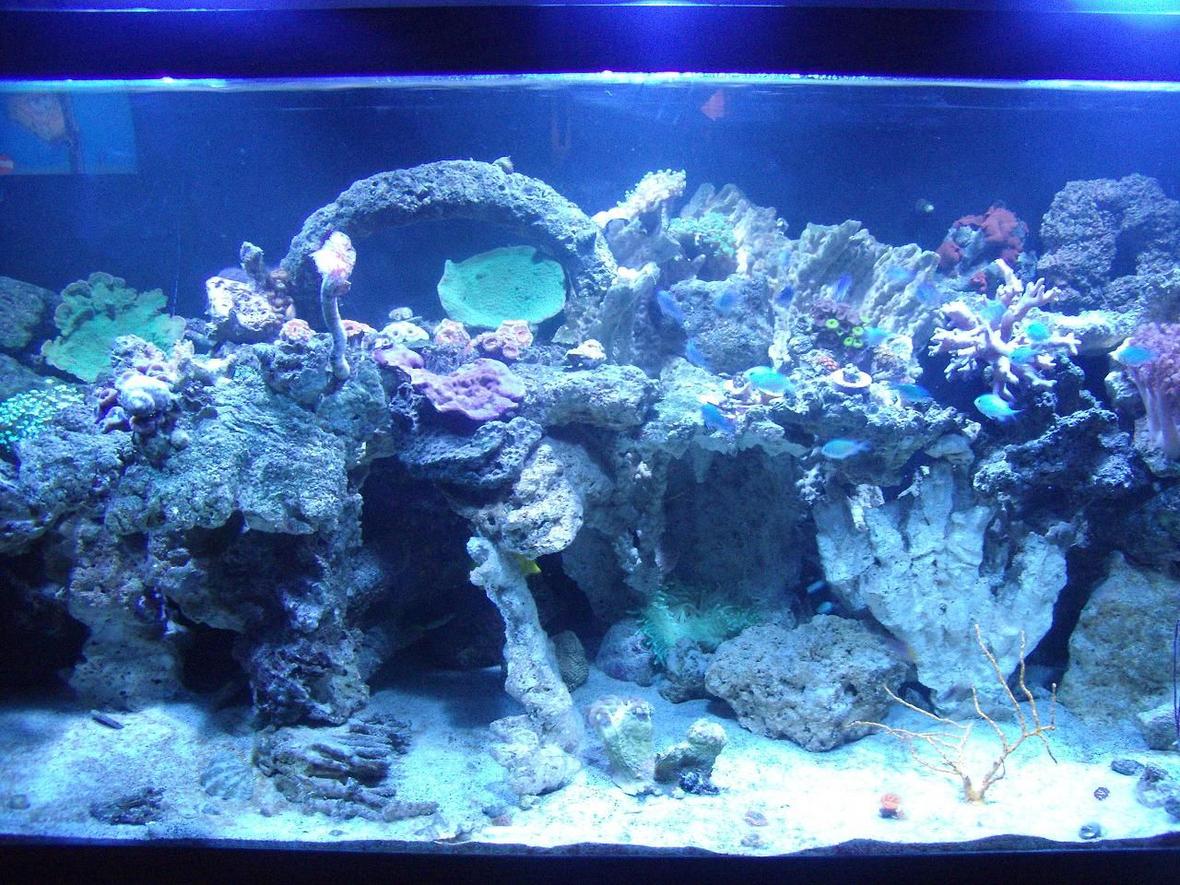 220 gallons reef tank (mostly live coral and fish) - My 220