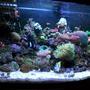 46 gallons reef tank (mostly live coral and fish) - my get away