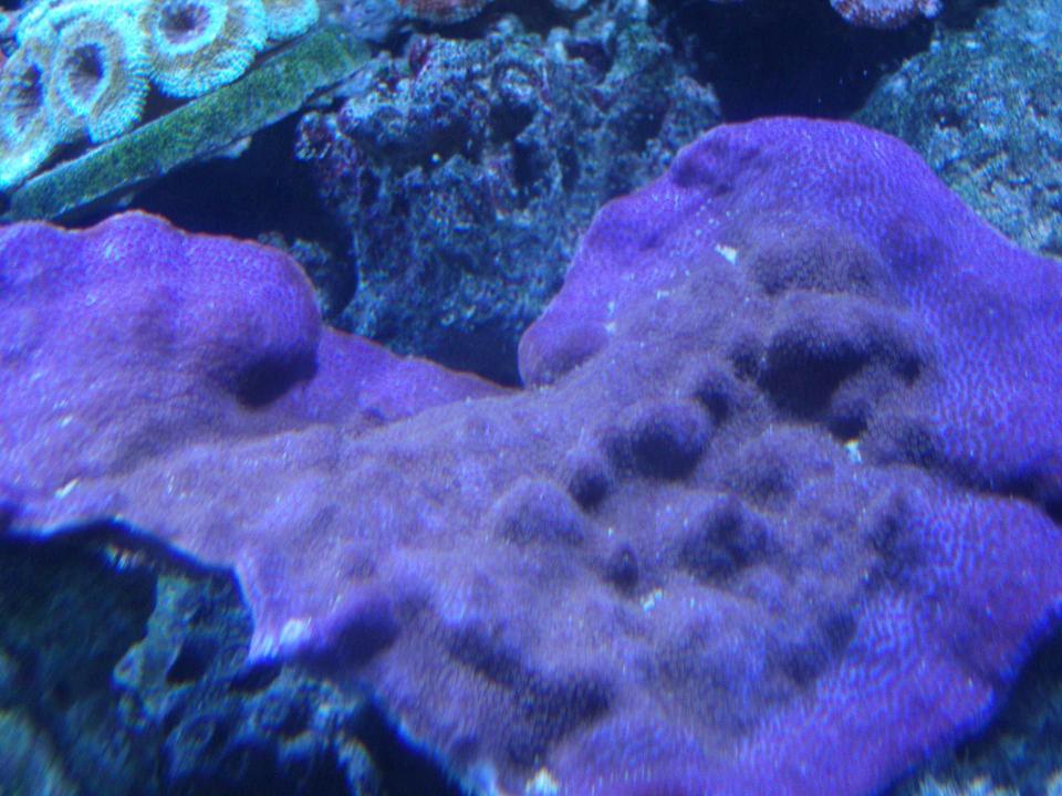 corals inverts - montipora peltiformis - purple polyp plating montipora coral stocking in 220 gallons tank - Purple Monte