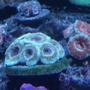 corals inverts - acanthastrea lordhowensis - aussie acan lord stocking in 220 gallons tank - Acans