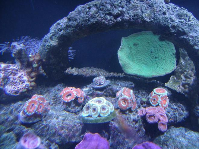 corals inverts - acanthastrea lordhowensis - aussie acan lord stocking in 220 gallons tank - Group of Acans