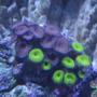 corals inverts - protopalythoa sp. - button polyp stocking in 220 gallons tank - Zoas