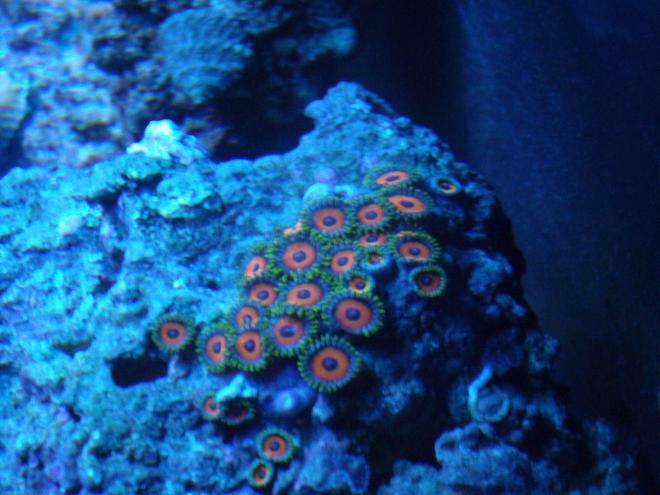 corals inverts - zoanthus sp. - button polyp stocking in 220 gallons tank - More Zoas