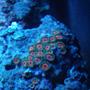 corals inverts - zoanthus sp. - button polyp stocking in 220 gallons tank - More Zoas