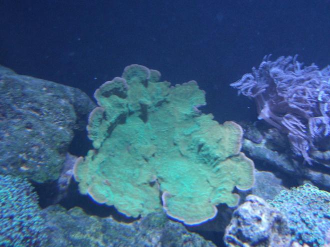 corals inverts - montipora capricornis - green apple cap coral stocking in 220 gallons tank - Green Monte