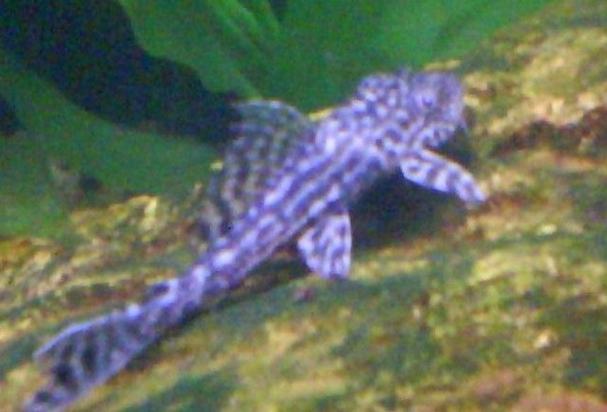 Rated #295: Freshwater Fish - Peckoltia Sp. - Gypsy King Tiger Pleco (l-66) Stocking In 29 Gallons Tank - pleco
