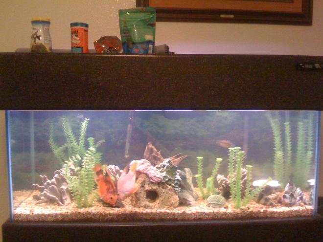 75 gallons freshwater fish tank (mostly fish and non-living decorations) - My 75