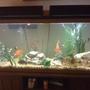 75 gallons freshwater fish tank (mostly fish and non-living decorations) - This is one of my 55 gallons.