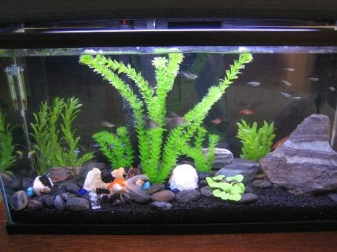 20 gallons freshwater fish tank (mostly fish and non-living decorations) - My 20 gal community fish tank.  This is my first fish tank, so I'm going with easy fish to maintain and replace.  So far so good after 1 week no casualties.  I did not do the first cycle.  Fish went in same day tank was built with the use of a product called "Safe Start" by Tetra 0 which contains beneficial living bacterias.