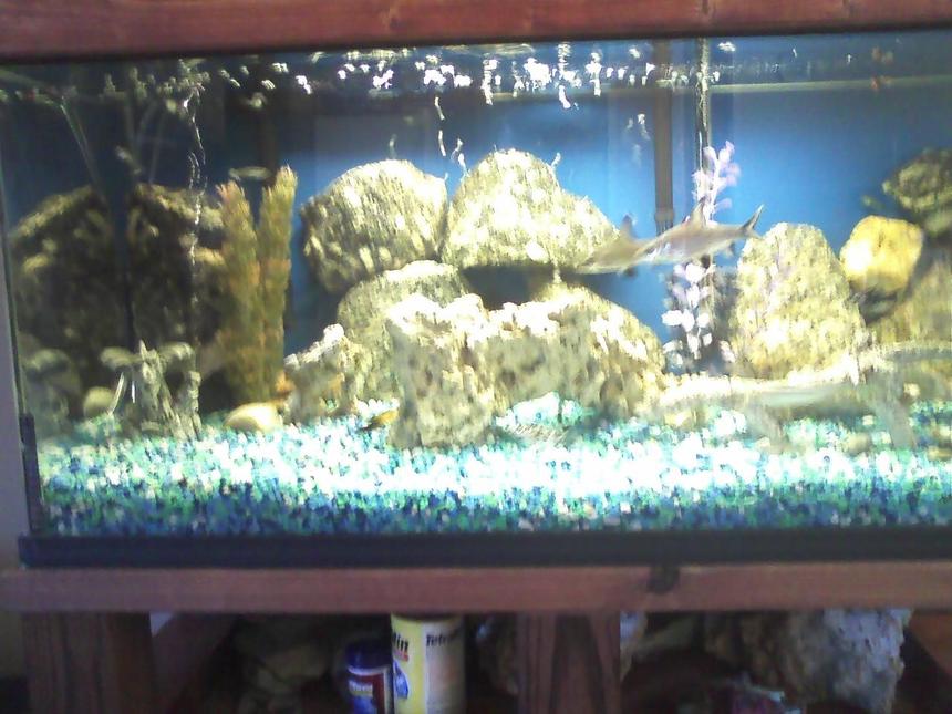 Rated #3425: 40 Gallons Freshwater Fish Tank - its a fish tank