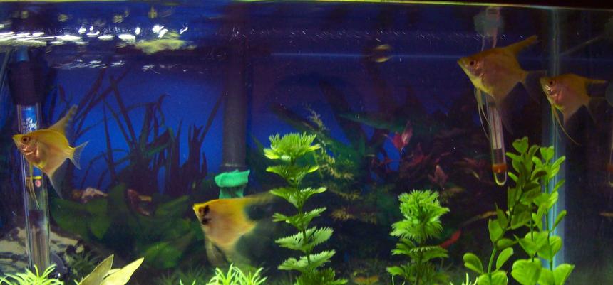 Rated #194: Freshwater Fish - Pterophyllum Sp. - Red Angel Stocking In 55 Gallons Tank - my new angels