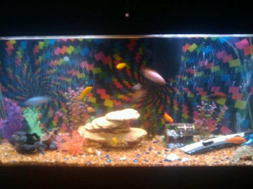 Rated #4132: 75 Gallons Freshwater Fish Tank - I HAVE A 75 gal RETRO AFRICAN CHICLID TANK WITH 2 40 GAL FIL 2 AIR PUMPS  2 SUCKER FISH 1ALBINO 2 SNAILS  1 CHAMPION CREY FISH 2 LIGHT HOODS  ideas are welcome
