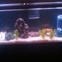 fish tank picture - 55 GAL SALT WATER CYCLING NOW 3 WEEKS OLD IDEAS ETC ARE WELL EXCEPTED