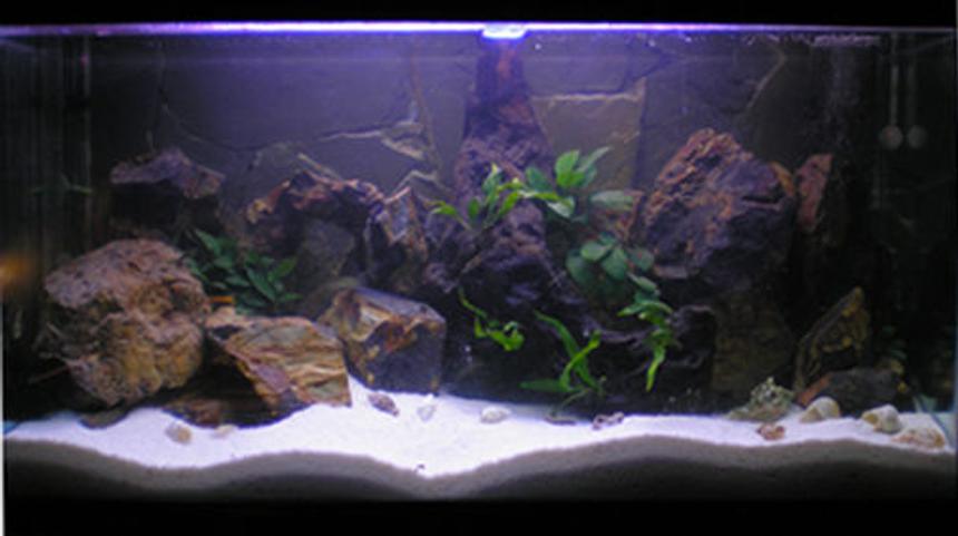 Rated #148: 188 Gallons Planted Tank - Dimension 100x50x40
Light:
1 x Silvania Gro lux od   45cm 
1 x Philips AquaRele     60 cm
1 x Arcadia Marine blue 60cm


Fishes:

6 x Callochromis melanostigma
3 x Lamprologus speciosus