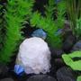 freshwater fish - paracheirodon innesi - neon tetra jumbo stocking in 20 gallons tank - Powder Puff Gourami finds refuge behind cluster of quartz crystal.