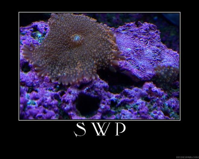 corals inverts - ricordea yuma - ricordea mushroom stocking in 65 gallons tank - yuma