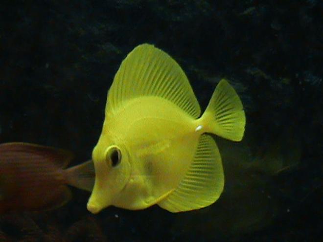 saltwater fish - zebrasoma flavescens - yellow tang - hawaii stocking in 28 gallons tank - Yellow Tang - Hawaii