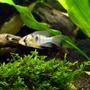 freshwater fish - papiliochromis ramirezi - german blue ram stocking in 40 gallons tank - Mikrogeophagus ramirezi