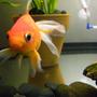 freshwater fish - carassius auratus - fantail goldfish stocking in 65 gallons tank - Frodo, my orange fantail.