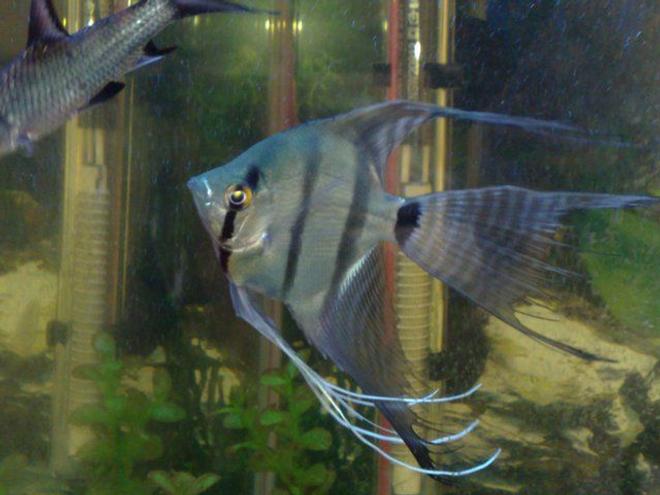 freshwater fish - pterophyllum sp. - silver zebra angel stocking in 18 gallons tank - angel