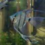 freshwater fish - pterophyllum sp. - silver zebra angel stocking in 18 gallons tank - angel
