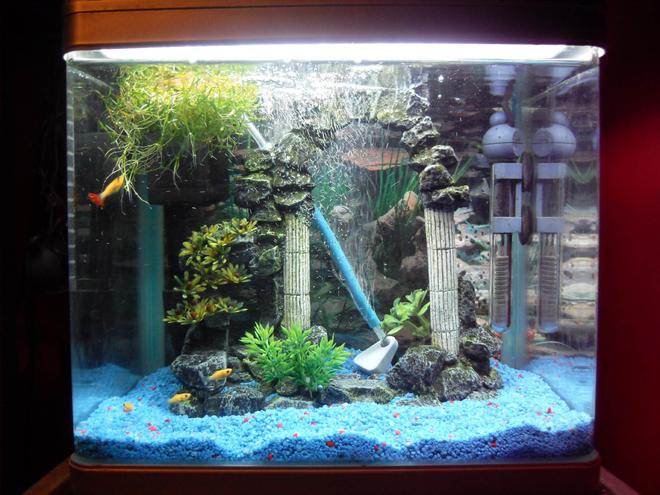 freshwater fish tank (mostly fish and non-living decorations) - Our 16 litre tank with 6 Molly Fry