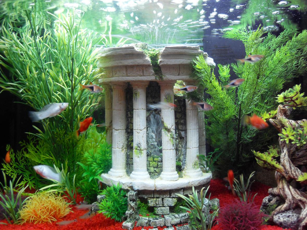 freshwater fish - rasbora heteromorpha - harlequin rasbora - Closer shot of the tank