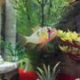 freshwater fish - papiliochromis ramirezi - german blue ram - Our new baby Ram Cichlid