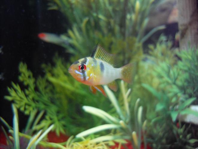 freshwater fish - papiliochromis ramirezi - german blue ram - Ram Cichlid