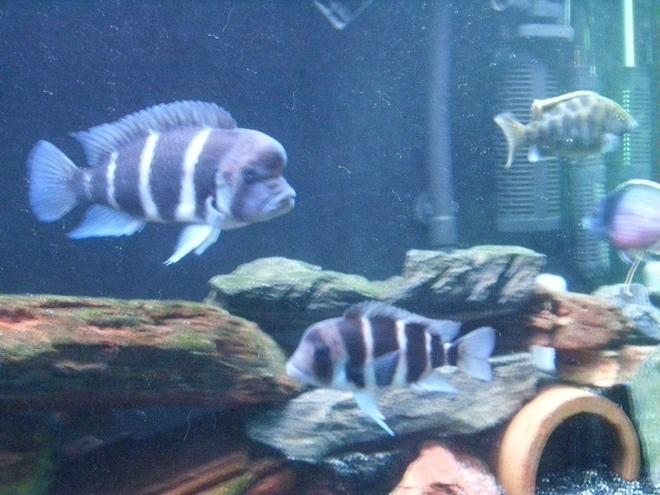 freshwater fish - cyphotilapia frontosa - frontosa cichlid stocking in 125 gallons tank - cichlid tank