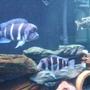 freshwater fish - cyphotilapia frontosa - frontosa cichlid stocking in 125 gallons tank - cichlid tank